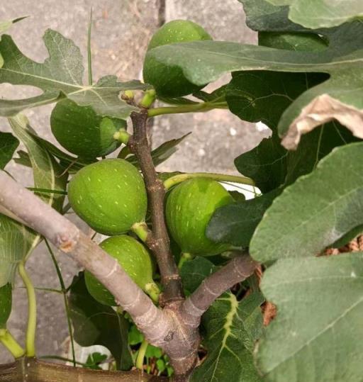 養好盆栽無花果，關鍵有「三點」，當年掛果，枝葉茂盛果子多