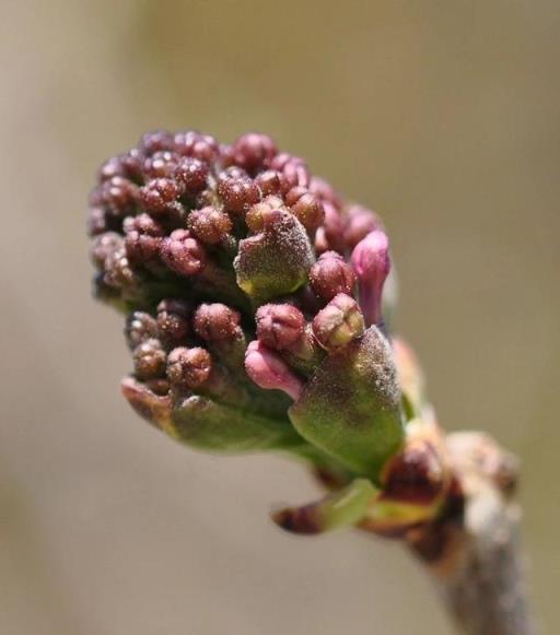 跟拍植物：紫丁香、白丁香、暴馬丁香