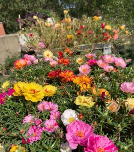 院子有空地，撒上4種花種子，都是開花小能手，奼紫嫣紅很好看