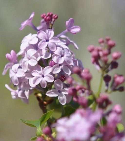 跟拍植物：紫丁香、白丁香、暴馬丁香