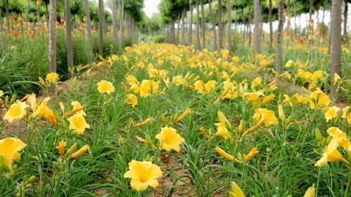 被名字耽誤的8種花，好養好看開花驚豔，你最喜歡哪種？