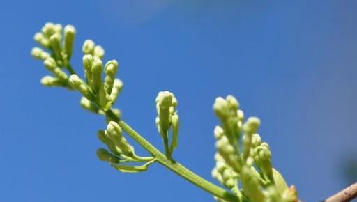 跟拍植物：紫丁香、白丁香、暴馬丁香