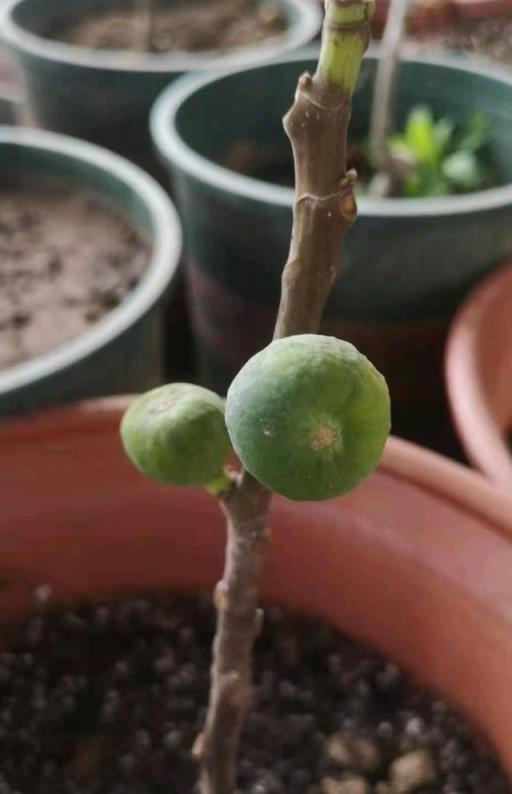 養好盆栽無花果，關鍵有「三點」，當年掛果，枝葉茂盛果子多