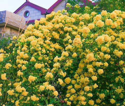 一棵木香花，爬成一面牆，開成花瀑布，「流淌著」到處都是花海