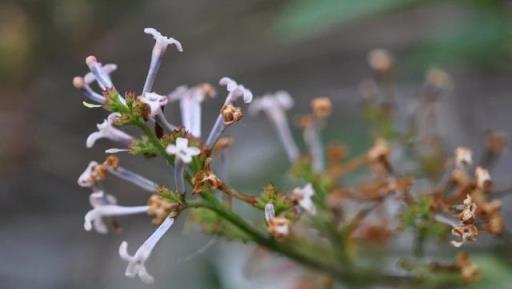 跟拍植物：紫丁香、白丁香、暴馬丁香