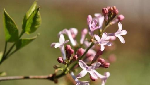 跟拍植物：紫丁香、白丁香、暴馬丁香