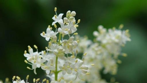 跟拍植物：紫丁香、白丁香、暴馬丁香