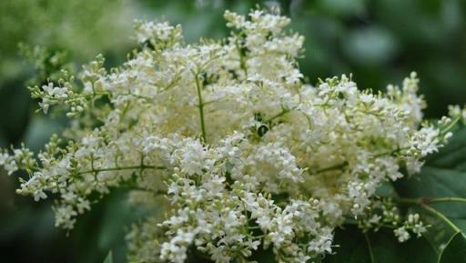 跟拍植物：紫丁香、白丁香、暴馬丁香