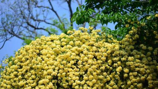 一棵木香花，爬成一面牆，開成花瀑布，「流淌著」到處都是花海