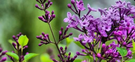 丁香花開滿城香，十首丁香花的古詩詞，綻滿枝頭，如霞如煙