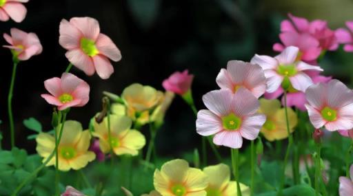 有院子別種五種花，今年種一棵，明年「氾濫成災」，想清除掉都難