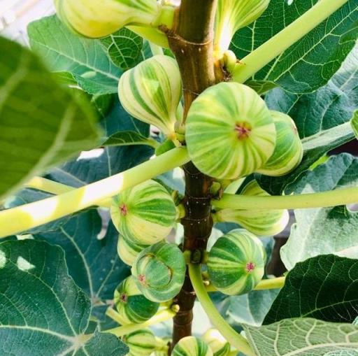 養好盆栽無花果，關鍵有「三點」，當年掛果，枝葉茂盛果子多