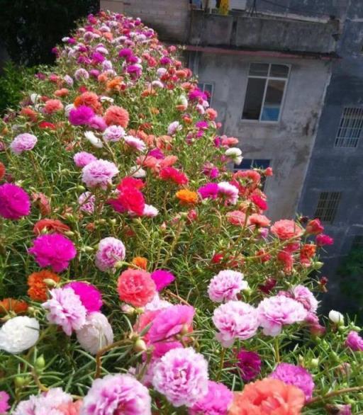 院子有空地，撒上4種花種子，都是開花小能手，奼紫嫣紅很好看