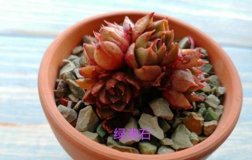新手注意，石子鋪面可能影響盆土透氣性，植物健康要警惕