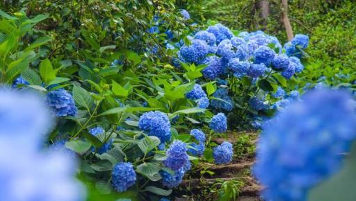 養4種花，當你開始收集品種時，說明已經入坑頗深