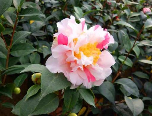 香味濃郁好聞的三種茶花，開花豔麗，形似牡丹，新手也能養好