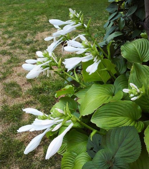 適合栽種在院子裡的「4種花」，耐熱抗凍，株型美麗，好養花期長