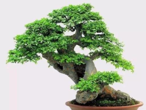 農村裡的三種古樸樹木，打造獨特盆景，提升觀賞價值