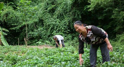 紅薯什麼時間種，才能長得又多又好？老祖先留下的諺語給出了答案