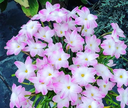 不會養「蘭花」，就養風雨蘭，做好3點，花朵齊開，風雨後最豔