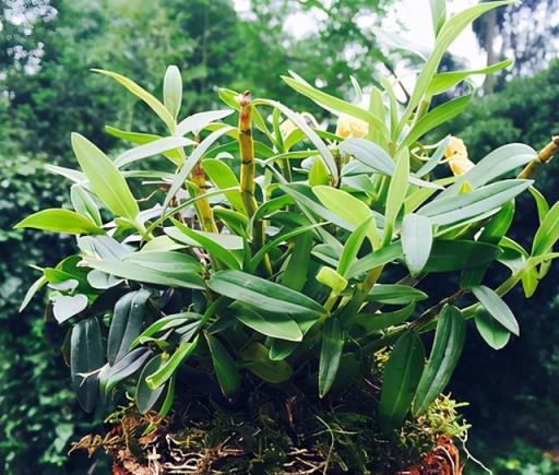 家裡養盆「殺菌」花，精神輕鬆又清香，老中醫經常養，錯不了