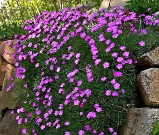 這五種花，種下就爆花，耐寒耐熱，花期大半年