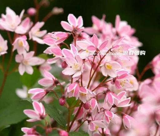 這五種花，種下就爆花，耐寒耐熱，花期大半年