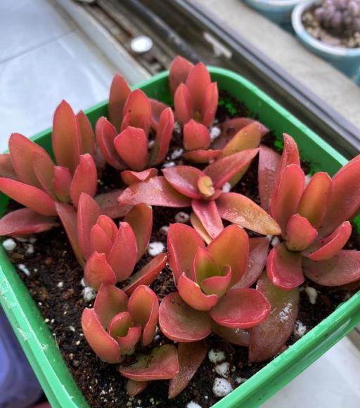 多肉植物出現這三個跡象，需及時補充水分，防止萎蔫或液化