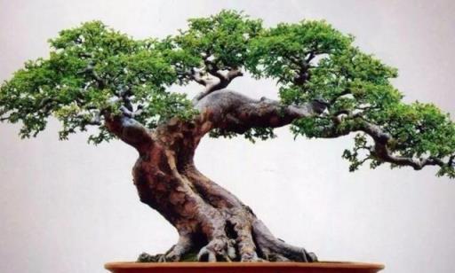 農村裡的三種古樸樹木，打造獨特盆景，提升觀賞價值
