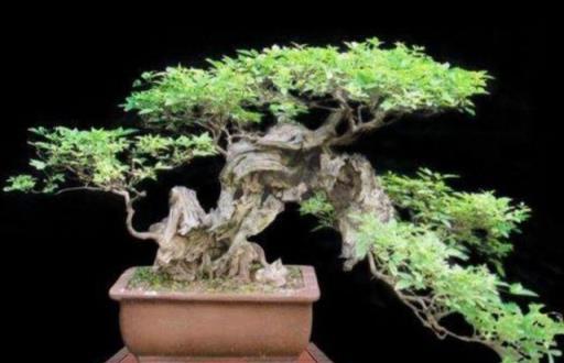 農村裡的三種古樸樹木，打造獨特盆景，提升觀賞價值
