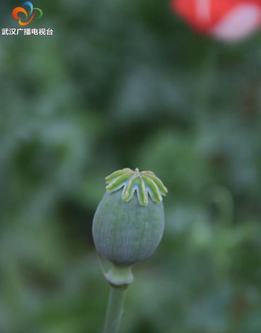 美麗又神祕 關押在鐵籠裡的「邪惡之花」罌粟開花了