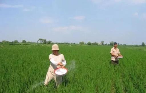 種地如何施肥，才能成本低，產量高