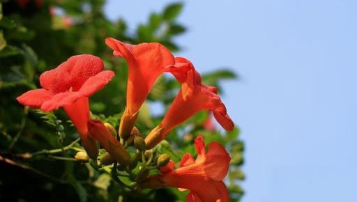 ​氾濫成災的凌霄花，生長霸道爬滿牆，網友：好好的院子被毀了