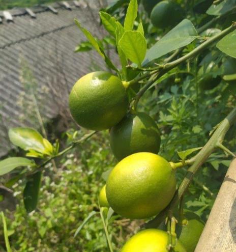 家裡養盆「殺菌」花，精神輕鬆又清香，老中醫經常養，錯不了