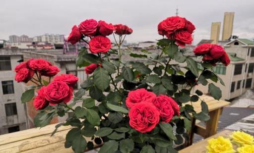 陽臺上的紅蘋果，大紅色花朵，四季綻放的美麗與喜慶
