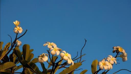 夏天不好養花？給你推薦12種夏天最好養的花，耐熱不怕晒