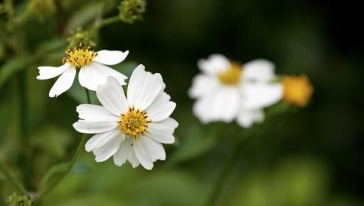 院子裡發現4種「漂亮花」，趕緊剷除，太霸道了