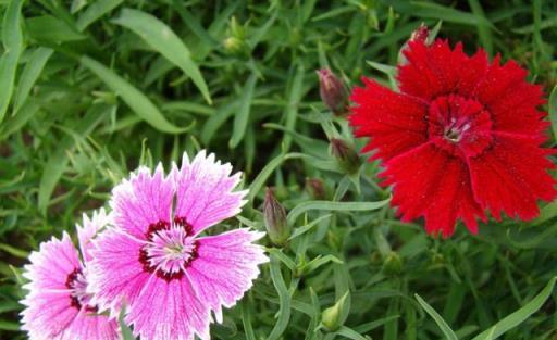 庭院養花選石竹，花期超長、花量超大，夏季不怕晒，冬日不怕冷