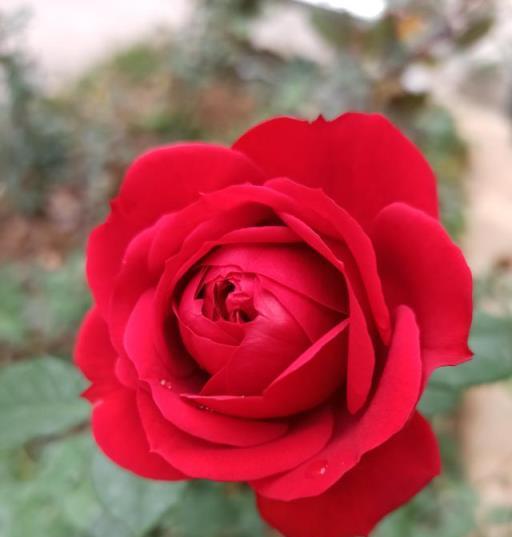 陽臺上的紅蘋果，大紅色花朵，四季綻放的美麗與喜慶
