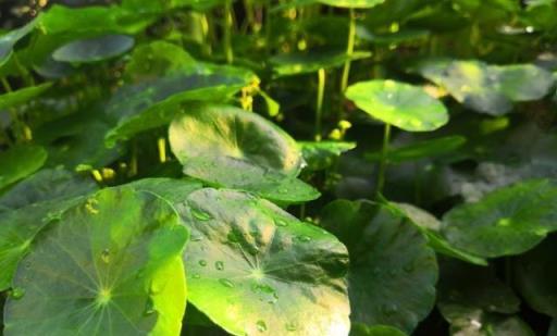 五月養銅錢草，要大肥大水大太陽，葉子數量增多、充滿生機