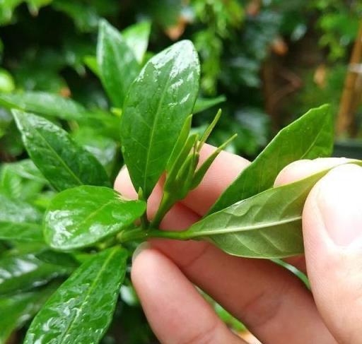 5種花，葉子花苞有特殊，不能噴水，噴一次爛一次，得不償失