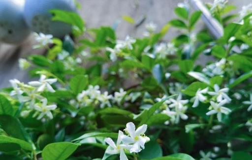 廣東主婦後花園裡的主打花卉：第一個很常見，第五個很驚豔