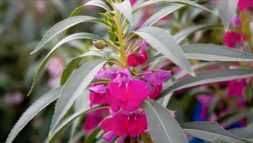 養好鳳仙花有3個竅門，澆水最重要，花才能美豔精神，長勢良好