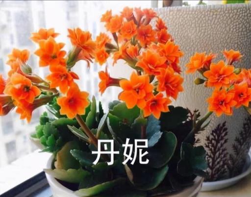 長壽花總是養不好養不活？注意這5個方面，新手也能養好長壽花