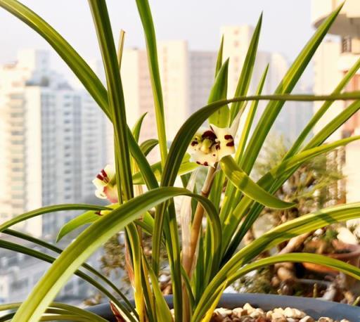 不要小瞧5月的太陽，這12種花趕緊遮陰養，晒太陽容易葉片枯黃