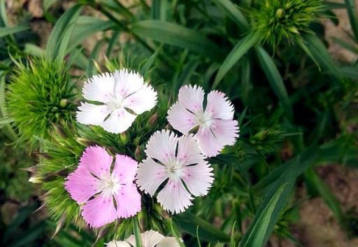 庭院養花選石竹，花期超長、花量超大，夏季不怕晒，冬日不怕冷