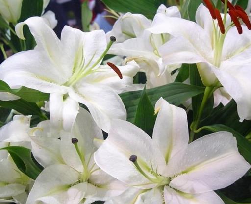 繁花生長記,一株花開滿園-imomo植物識別