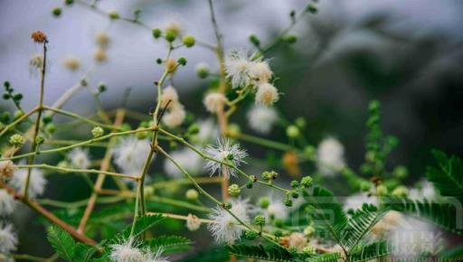 光莢含羞草花綻放的美，白色絨球小花美麗別緻，清新朦朧的花朵