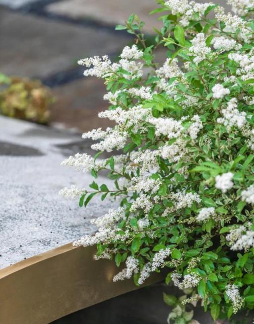 面積小也能做花園，學會這些技能，花園視覺感瞬間提升