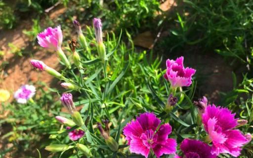 庭院養花選石竹，花期超長、花量超大，夏季不怕晒，冬日不怕冷